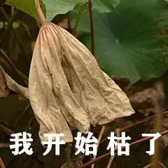 我开始枯了-表情图片-聊天图片表情包-表情包网站