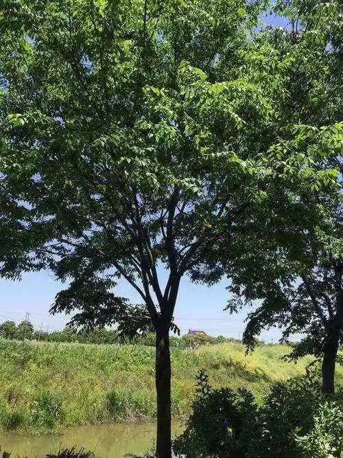 大榉树胸径2060公分北京大苗圃基地购树木市排价