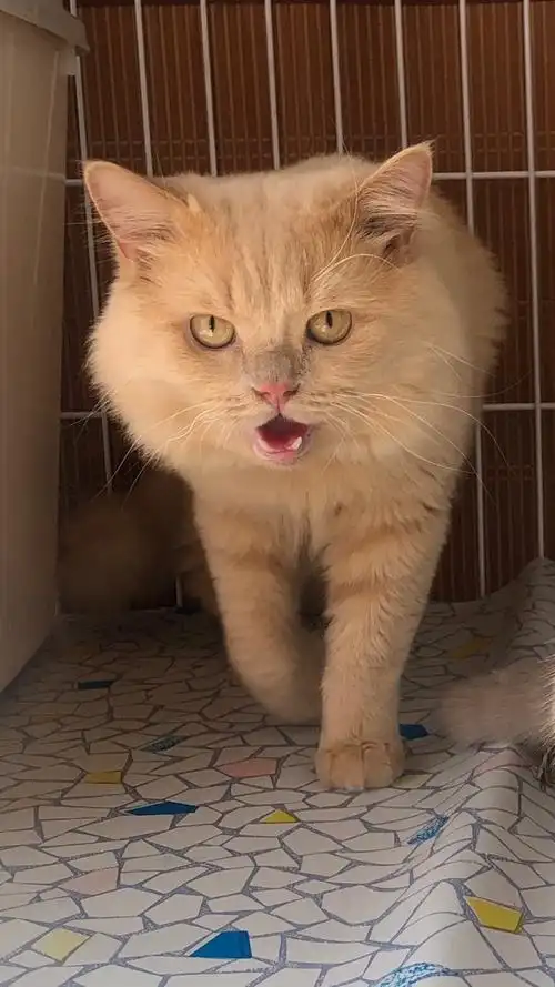 自家养的长毛橘色英短,血统纯正2岁公种猫