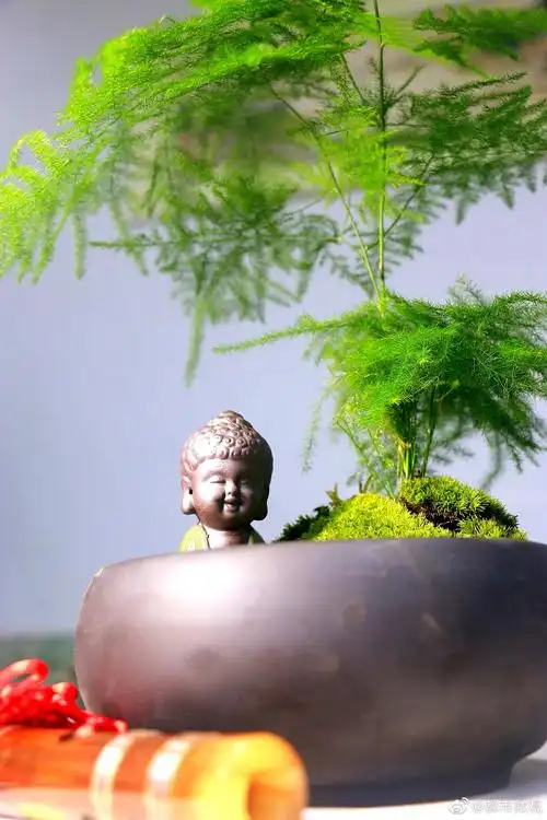 一组文竹盆景,愿给你带来清凉.国庆快乐!