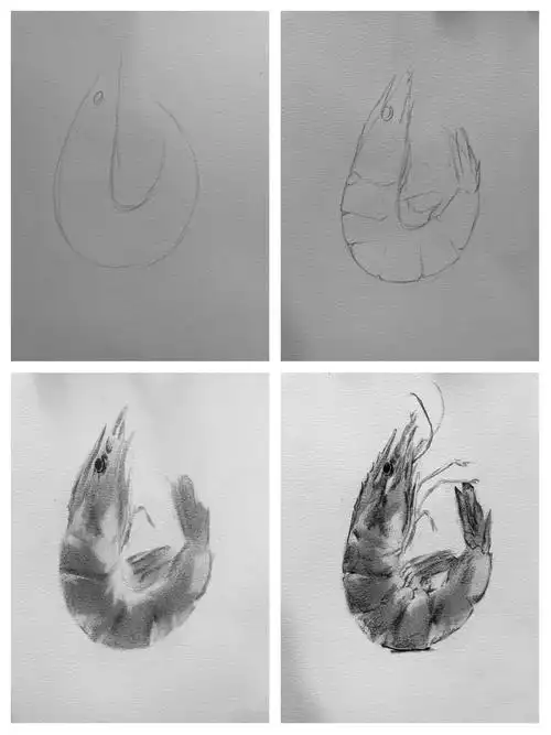 四个简单步骤教你画一只素描大虾🦐