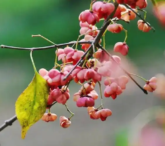 路边植物园白杜