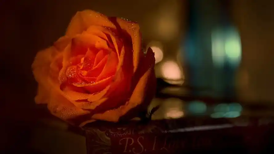 壁纸 红玫瑰,水滴,书 3840x2160 uhd 4k 高清壁纸, 图片, 照片