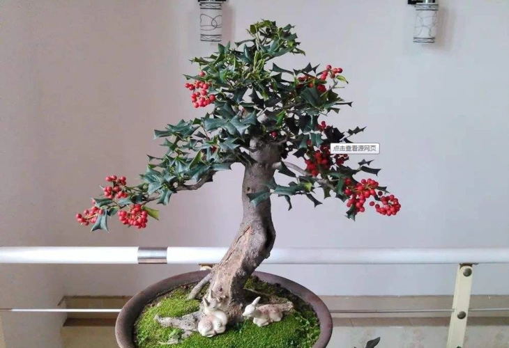 深圳盆景出租之刺冬青盆景制作教程