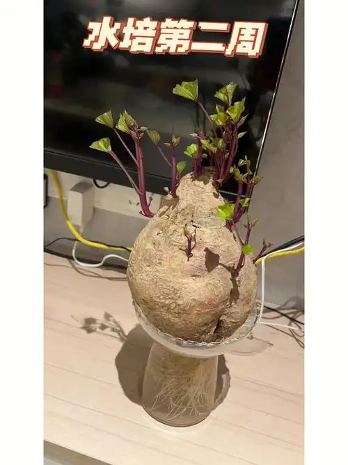 水培红苕水培红薯
