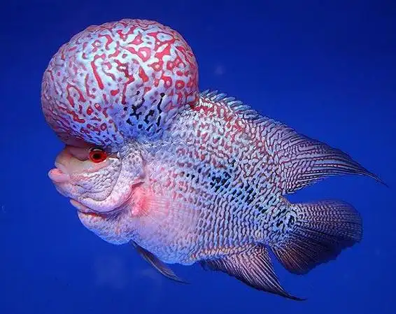 罗汉鱼资料介绍