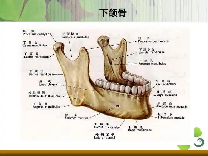 上下颌骨骨折ppt