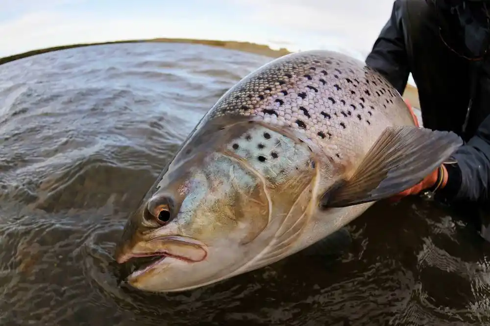 常给宝宝吃8种"聪明菜",大脑会更聪明!再贵也要买给孩子吃