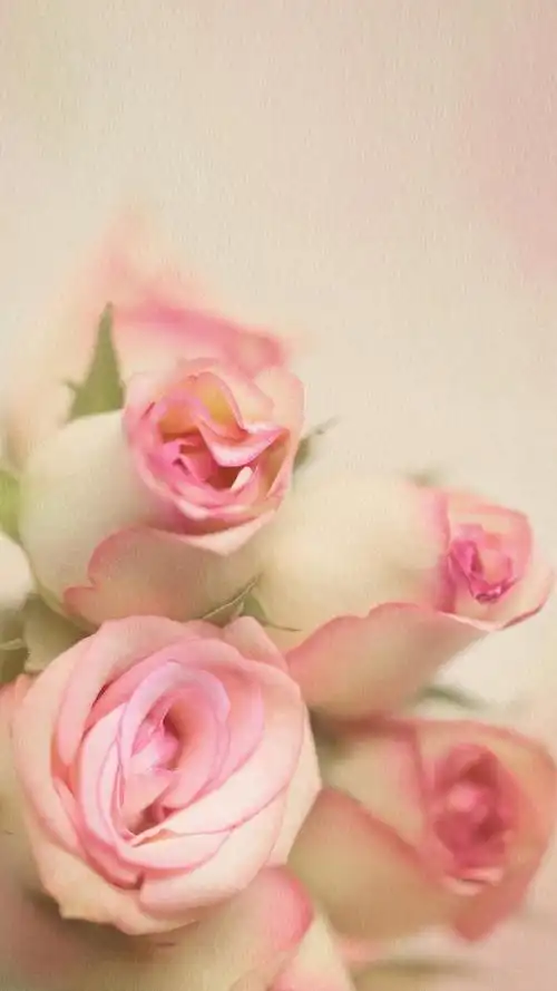 清新唯美粉色花卉手机壁纸