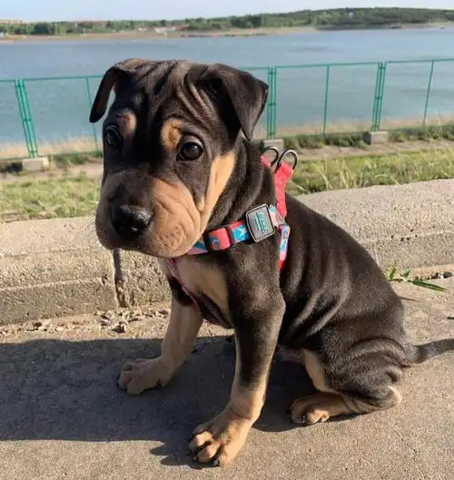 它好像知道这里不是土耳其 emo了#狗子  #串串狗  #沙皮狗  #狗狗日常