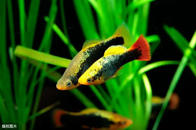 冷水鱼有哪些品种(冷水鱼养殖什么品种是最漂亮的)-图12