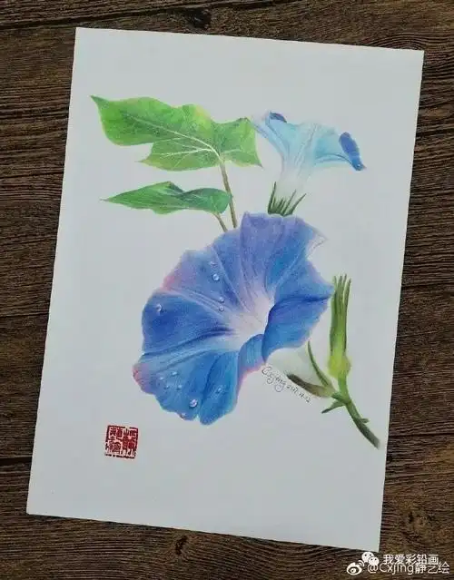 彩铅手绘~牵牛花