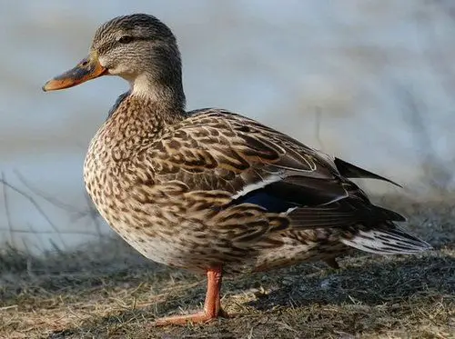 正宗野鸭子林地散养假一罚百