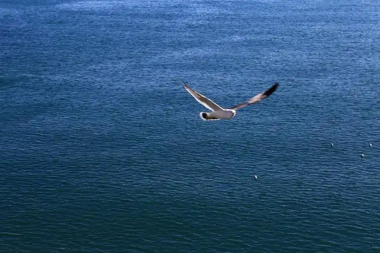 海鸥低飞,在海平面上成为了一道风景.