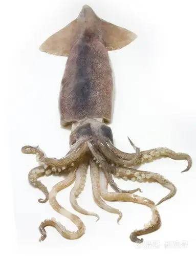 乌贼,墨鱼 鱿鱼照片-正版商用图片01fxfq-摄图新视界