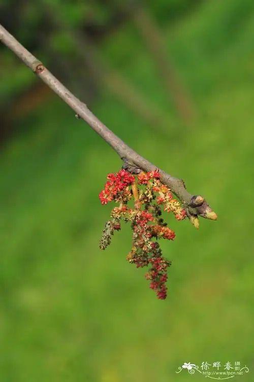 黄连木pistaciachinensis