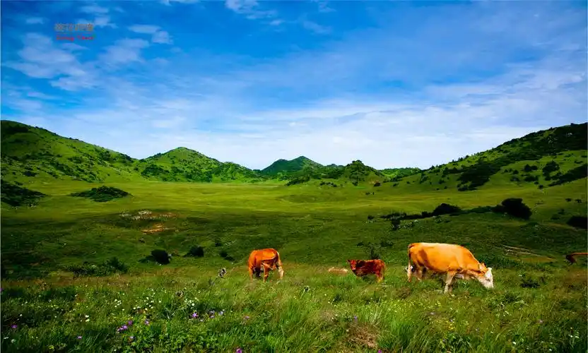 红池坝邂逅高山草甸的纯净与清爽