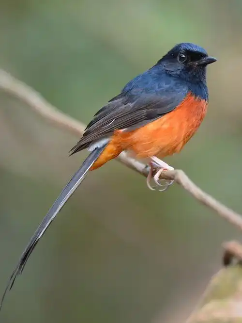 白腰鹊鸲鸟类图片 第3张 尺寸:2000x2666 (天堂图片网)