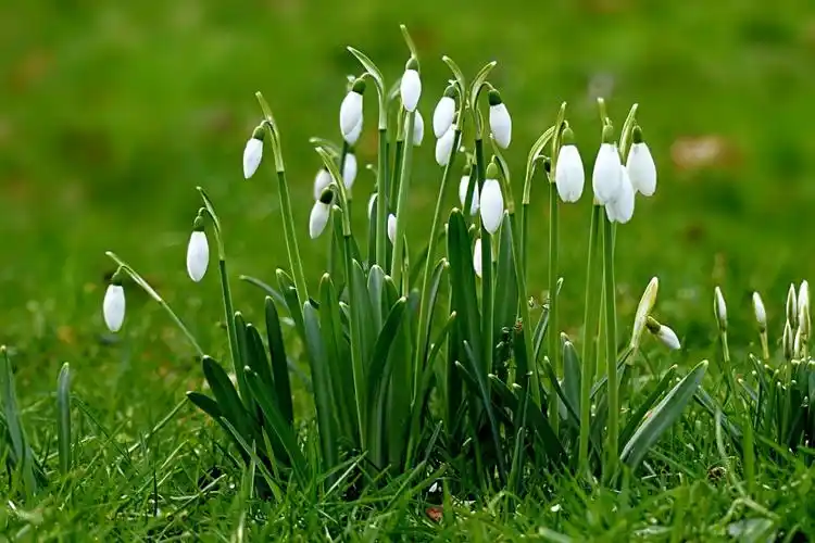 雪花莲(雪滴花)