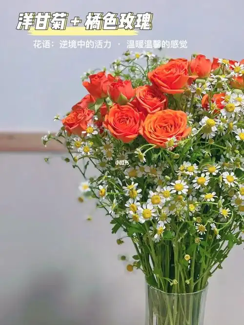 洋甘菊花语:逆境中的活力橘色泡泡玫瑰:温柔温馨的感觉凭自己的感觉