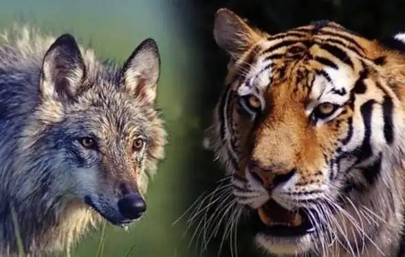 为什么说老虎周边没有狼群是猛虎架不住狼群还是狼被压制