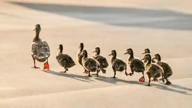成群小鸭子排队过马路,居然还知道走斑马线,场面堪称壮观!