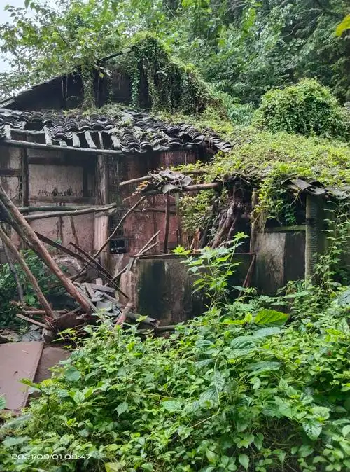 社会发展,农村废弃的房子越来越多