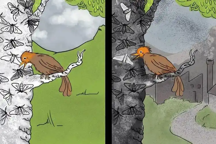 桦尺蛾是什么动物,为何说桦尺蛾和进化不相干_易考号