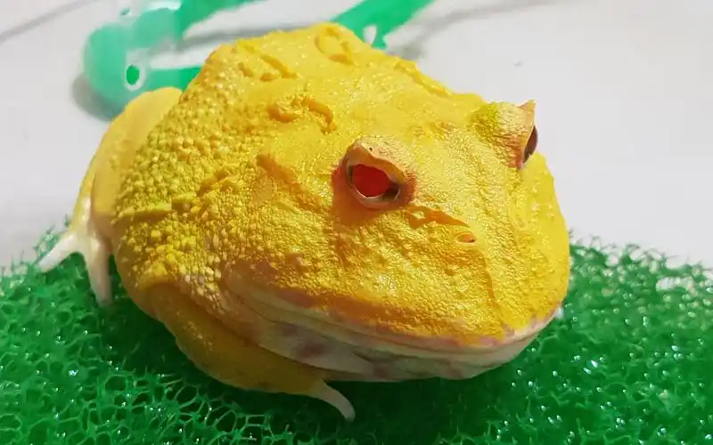 角蛙纪录全退纹的黄金角蛙蛋黄角蛙又叫超级皮卡丘