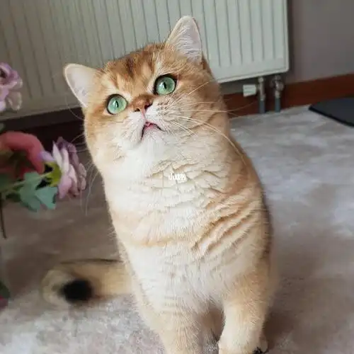 ny11金渐层弟弟找新家