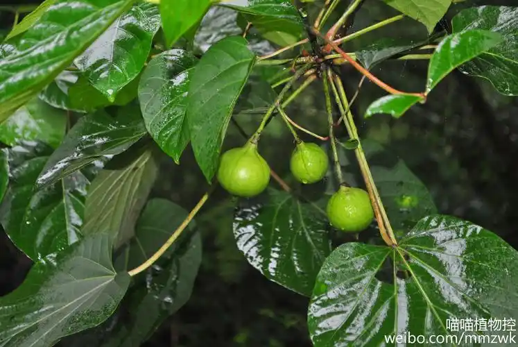 子规乡里桐花烟