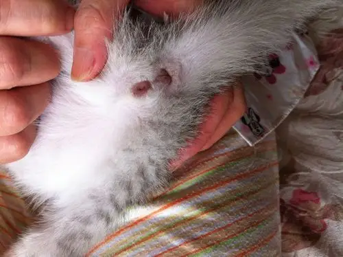 求区分猫的公母,百度上图不多,猫的公母怎么区分?