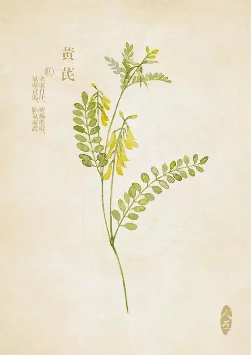 豆瓣人五的相册-水彩本草 黄芪