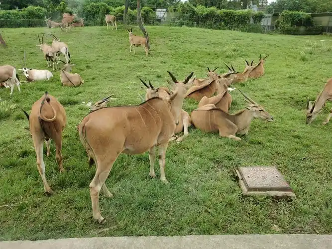 上海野生动物园