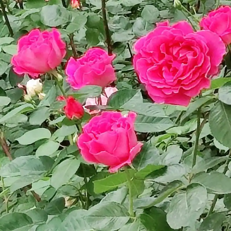 老年微信头像第二弹,希望喜欢  谁不喜欢大红花做头像呢,"平安幸福"们