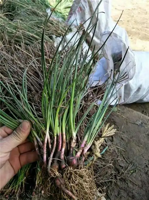 葱兰是一种耐寒,适应性强的植物,可以在大多数土壤和气候条件下生长.