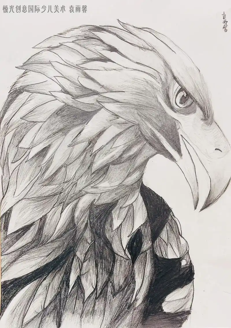 《素描老鹰》4年级作品.#素描 4年级小朋友4小时作品#素描 - 抖音