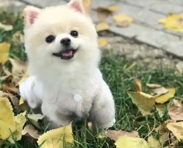 博美犬图片长大后