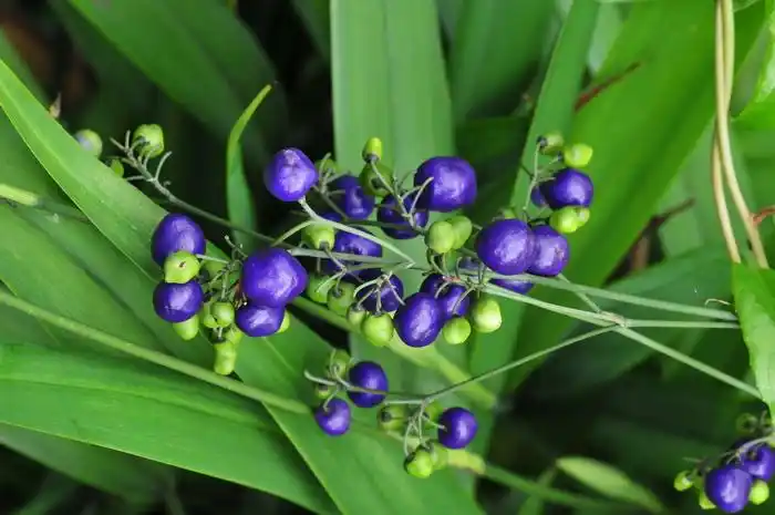 山菅兰dianellaensifolia