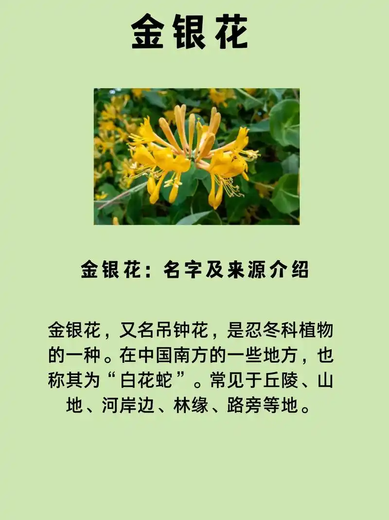 中草药之金银花.