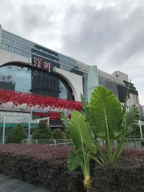 深圳市罗湖区渔民村路38-10号