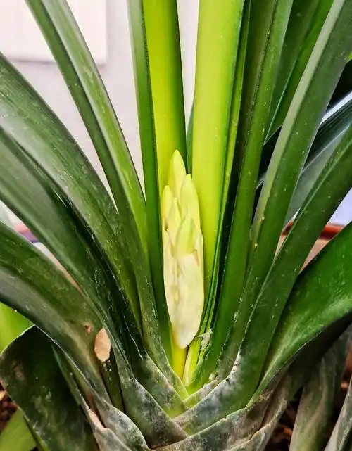 细叶黄花君子兰是窄叶片开黄色花朵的君子兰是从南非澳大利亚日本等国