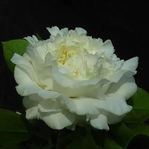 白色夏威夷_金华米可苗木有限公司-米可茶花,小苗,金华茶花,四季杜鹃