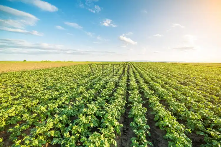 绿油油的田野里马铃薯成行照片摄影图片