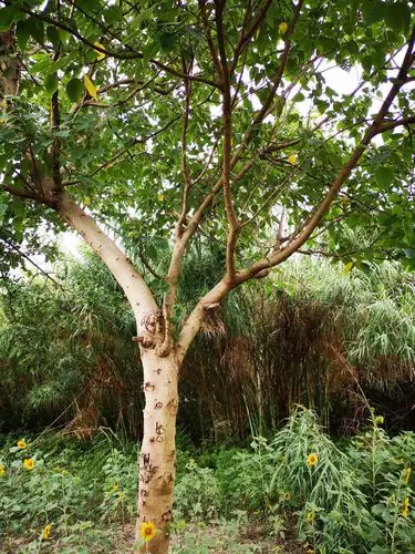 沙家浜湿地小科普:构树