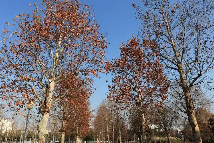 【套图】初冬蓝天的法国梧桐树-蜂鸟网