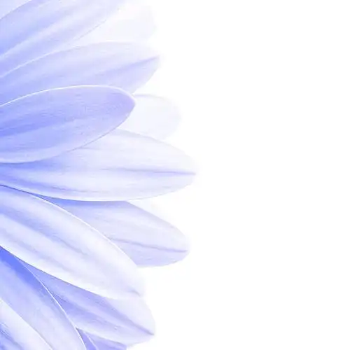 美丽鲜花背景背景素材免费下载(图片编号:5906293)-六图网