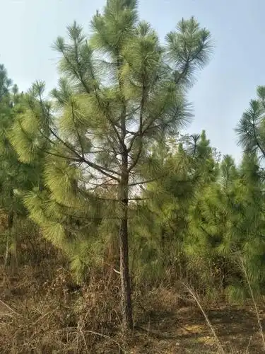 表流湿地 潜流湿地_湿地松栽培_东滩湿地和西沙湿地