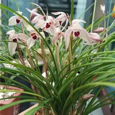 心心相印1苗2芽 - 中国兰花交易网