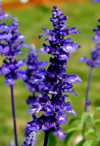香水植物薰衣草